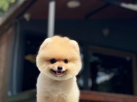 Sağlık Ve Irk Garantili Pomeranian Nadir Renk