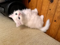 Scottish fold longhair kedisi