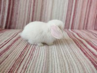 Cüce lop miniatür lop cüce tavşan çiftliği