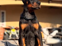 Kaliteli Orijinal Kan Hattı Estetikli Doberman