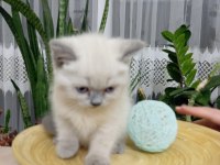 Safkan mavigöz blue point british shorthair