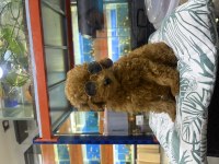 TEACUP KOREA BEBEK A KALİTE POODLE