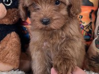 Maltipoo bebiş