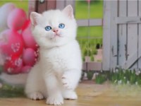 Kar Beyaz Silver British Shorthair Ns1133