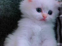 British longhair İstanbul içinde ulaşımını sağlıyorum