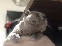 Scottish fold oğluma dişi british eş arıyorum
