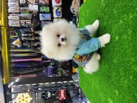 4 Aylık Orijinal Teddy Bear Pomeranian Boo