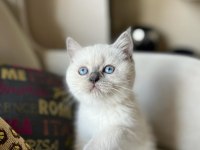 British Shorthair Blu Point 2 Aylık Yavru