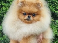 POMERANİAN BOO AYI SURAT YAVRULARİMİZ