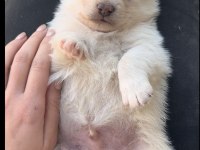 Veteriner hekimden 45 günlük pomeranian boo