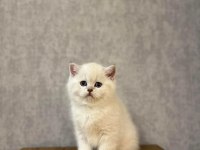 Emsalsiz Güzellikte Brıtısh Shorthair Yavrularım