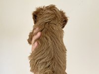 Poodle Yavrularımız (Dişi ve Erkek)
