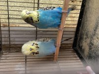 Show jumbo çift muhabbet kuşu
