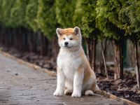 Japon Akita Yavruları Sağlık Ve Irk Garantili