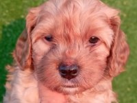 MALTİPOO RED YAVRULAR