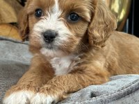 Cavapoo Yavruları Sağlık ve Irk Garantili