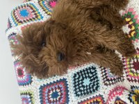 4 aylık dişi Toy Poodle