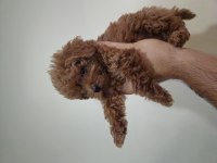 3 aylik toy poodle