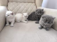 British shorthair şecereli orjinal yavrular