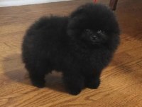 Özel renk nadir kalite pomeranian