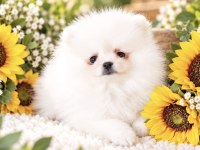 Pomeranian Boo Bakımlı Yavru