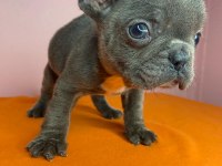 Orjinal French Bulldog Blue Köpeğimiz