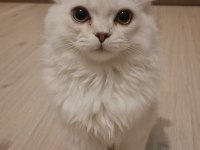 Yavru British Longhair