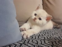 British shorthair beyaz yavru
