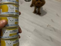 Kore yavrusu a kalite toy poodle red brown dişi erkek
