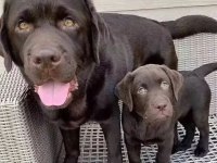 Çikolata ve beyaz renk Labrador Yavruları 