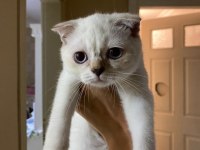 Scottish fold üç aylık