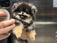 Yumoş Pomeranian Boo Yavrusu