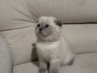 Safkan scottish fold ve british shorthair bebeklerim