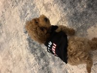 Ankara Toy Poodle Orjinal 3 Aylık