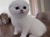 Top Kafa Safkan Scottish Fold