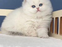 İpeksi tüylü Silver British Longhair