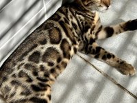 ELİTE Bengal Kittens
