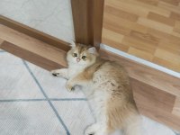 N11 british longhair oğluma eş arıyorum