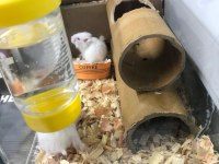 Gonzales hamster 1 aylık yavrular