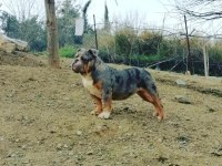 RENKLİ İNGİLİZ BULLDOG ÇOCUKLAR