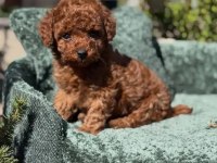 IRK GARANTİLİ TOY POODLE YAVRULAR 
