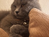 British shorthair