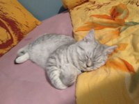 British Shorthair - 19 Mayıs doğumlu erkek