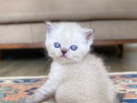 A KALİTE BRİTİSH SHORTHAİR LYNX POİNT