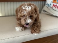 Wc eğitimli maltipoo lar petmode den