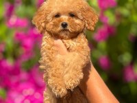 Toy poodle bebeklerimiz