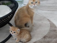 Ny11 black golden british shorthair safkan