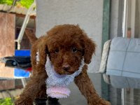 Toy poodle yavru köpeklerimiz