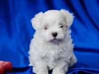 MALTESE KÖPEĞİ YAVRULARI