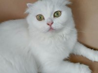 Beyaz scottish fold